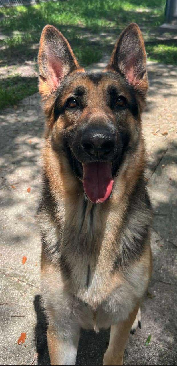 Chance, a Adoptable German Shepherd Dog in Osteen, FL image 1/3