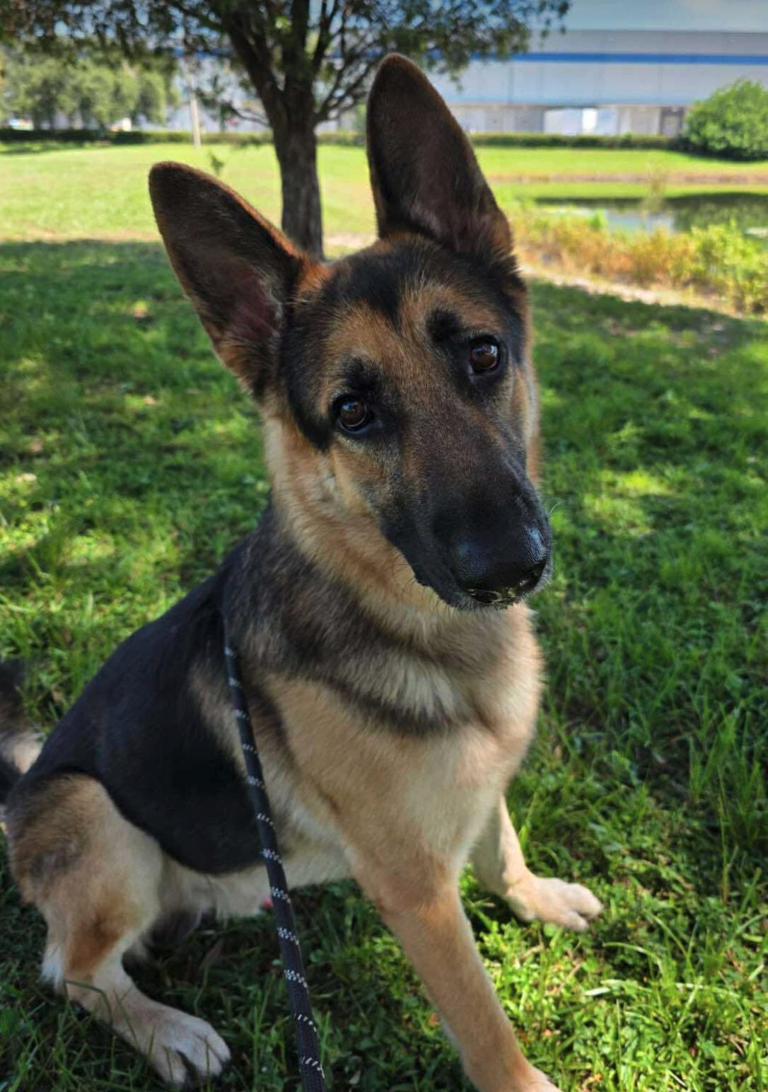 Chance, a Adoptable German Shepherd Dog in Osteen, FL image 2/3