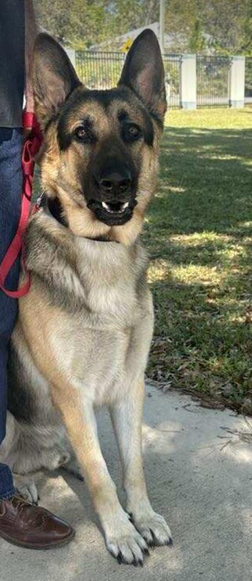 Chance, a Adoptable German Shepherd Dog in Osteen, FL image 3/3