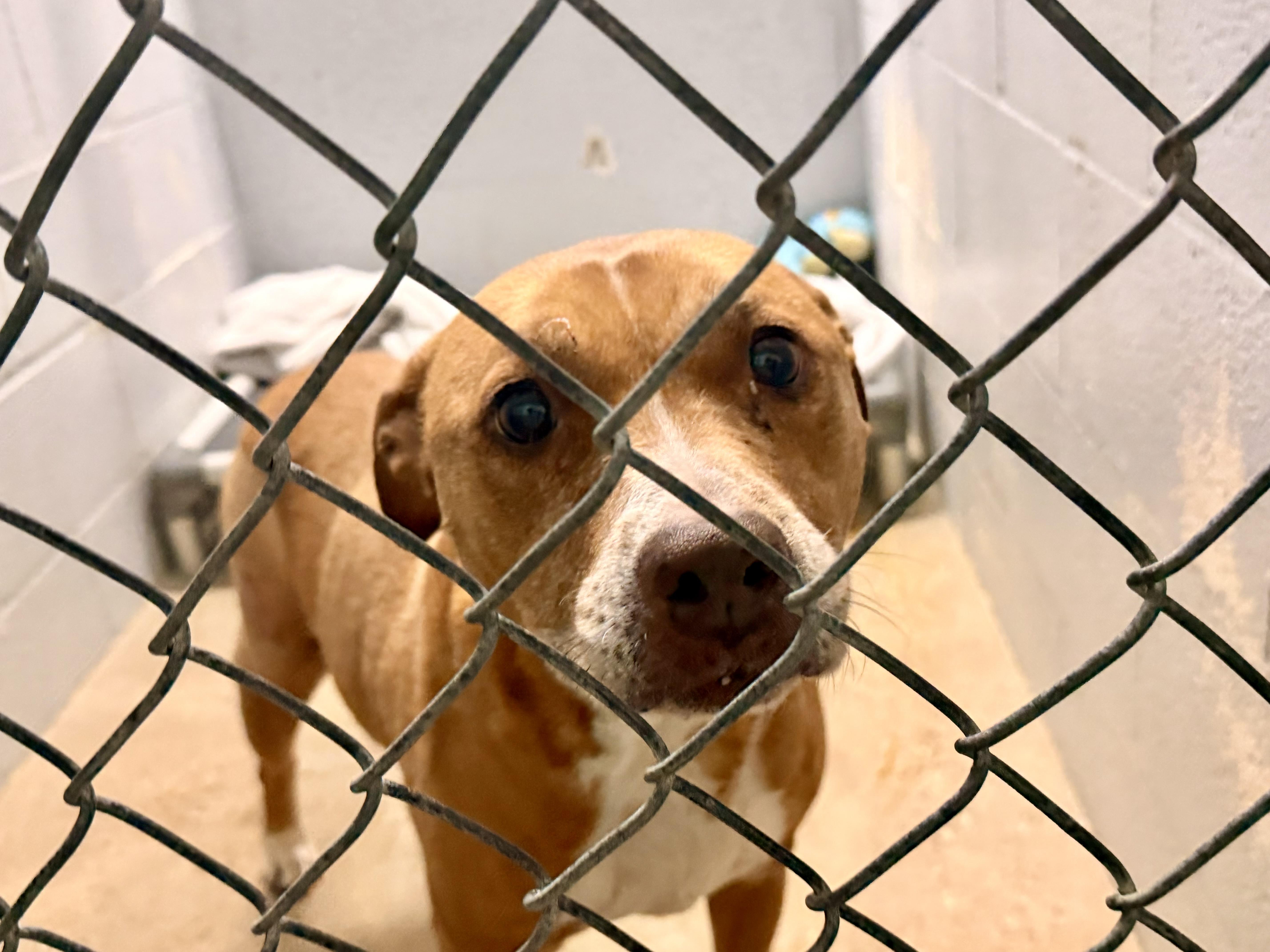 Enlarge Lucy , a ADOPTABLE mixed breed in Saratoga Springs, NY image 1/4