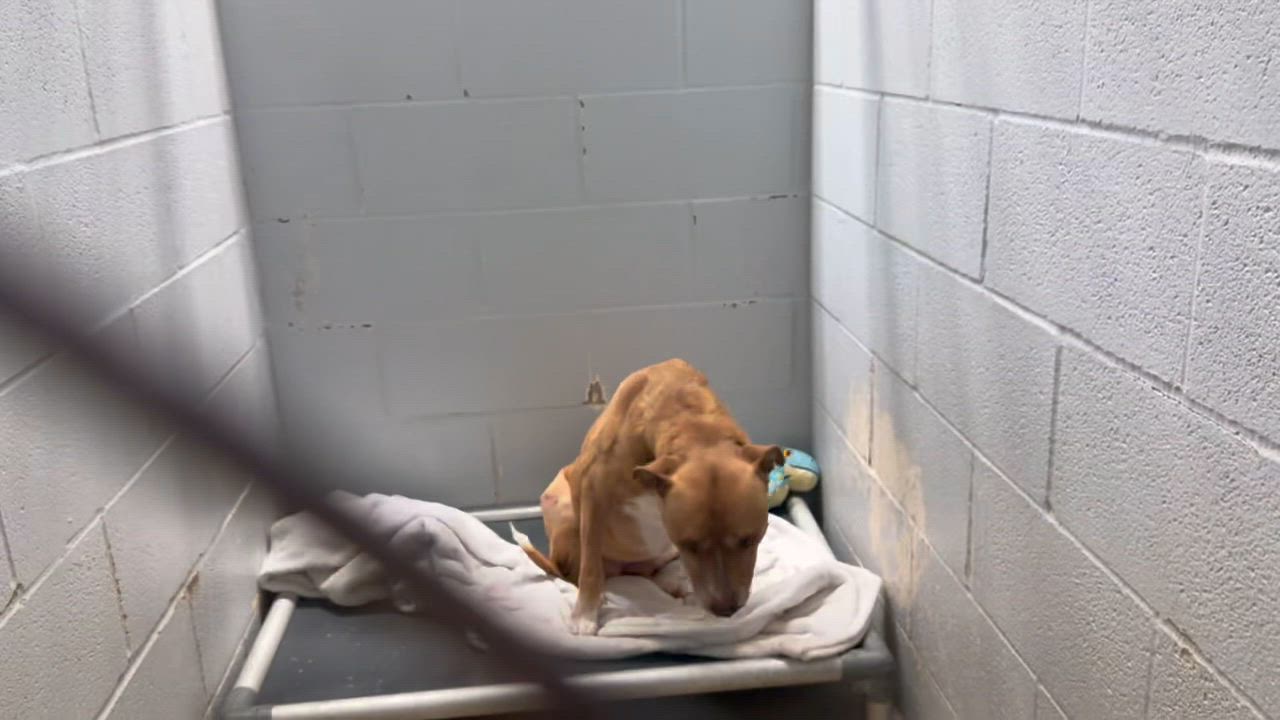 Enlarge Lucy , a ADOPTABLE mixed breed in Saratoga Springs, NY video 4/4