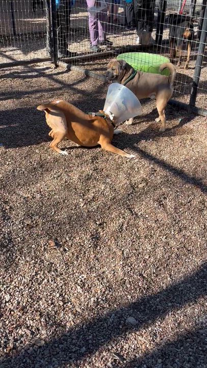 Enlarge Lucy , a ADOPTABLE mixed breed in Saratoga Springs, NY video 3/4