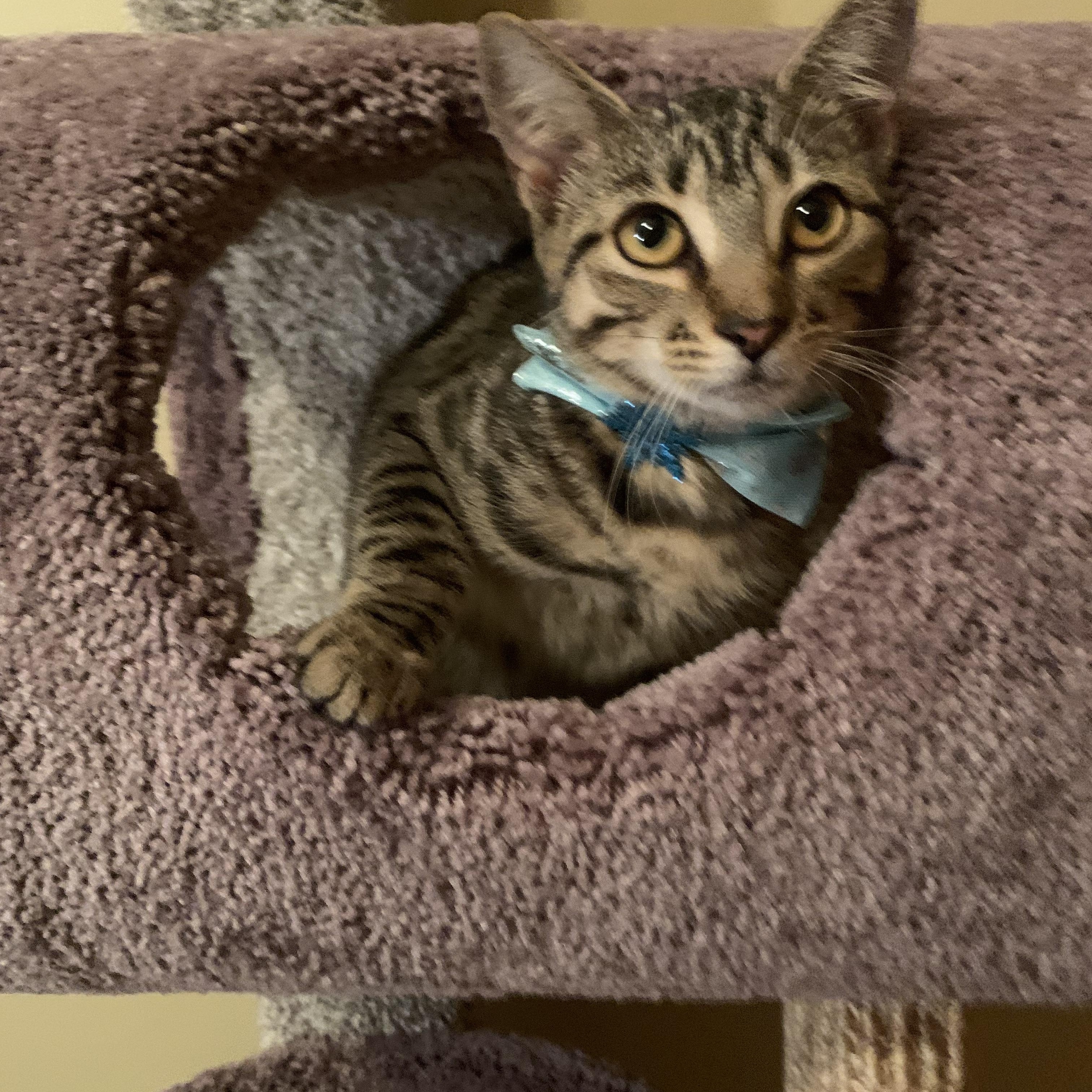 Rikki, Adoptable, Young Female Domestic Short Hair.