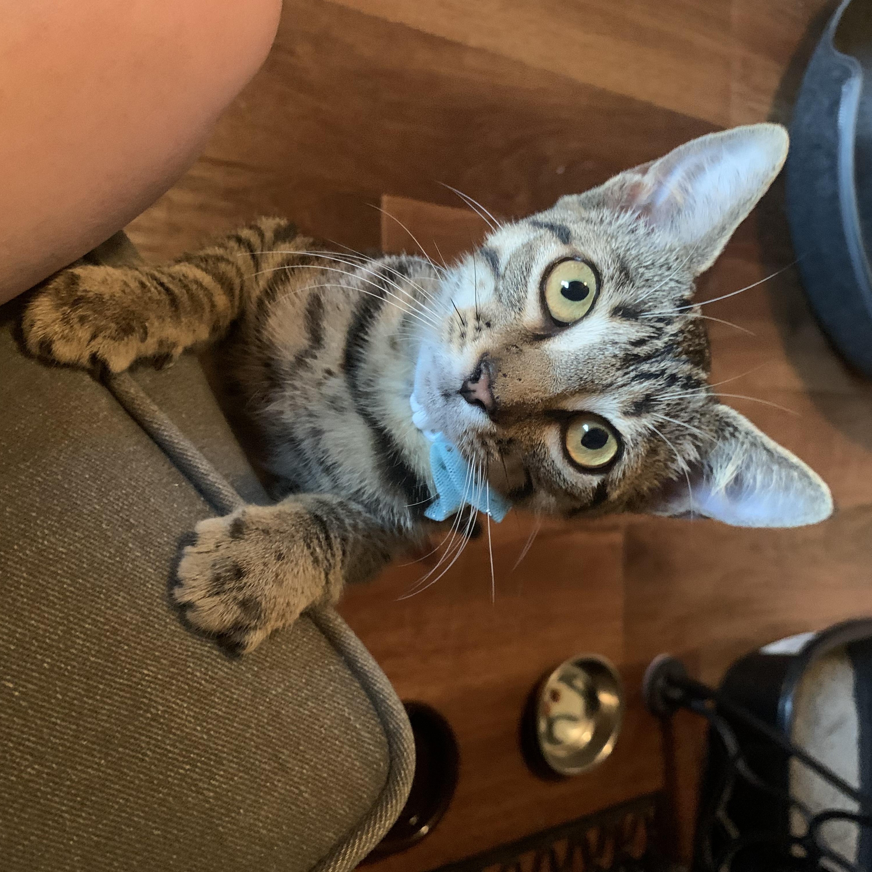 Rikki, a Adoptable mixed breed in Warwick, RI image 5/5