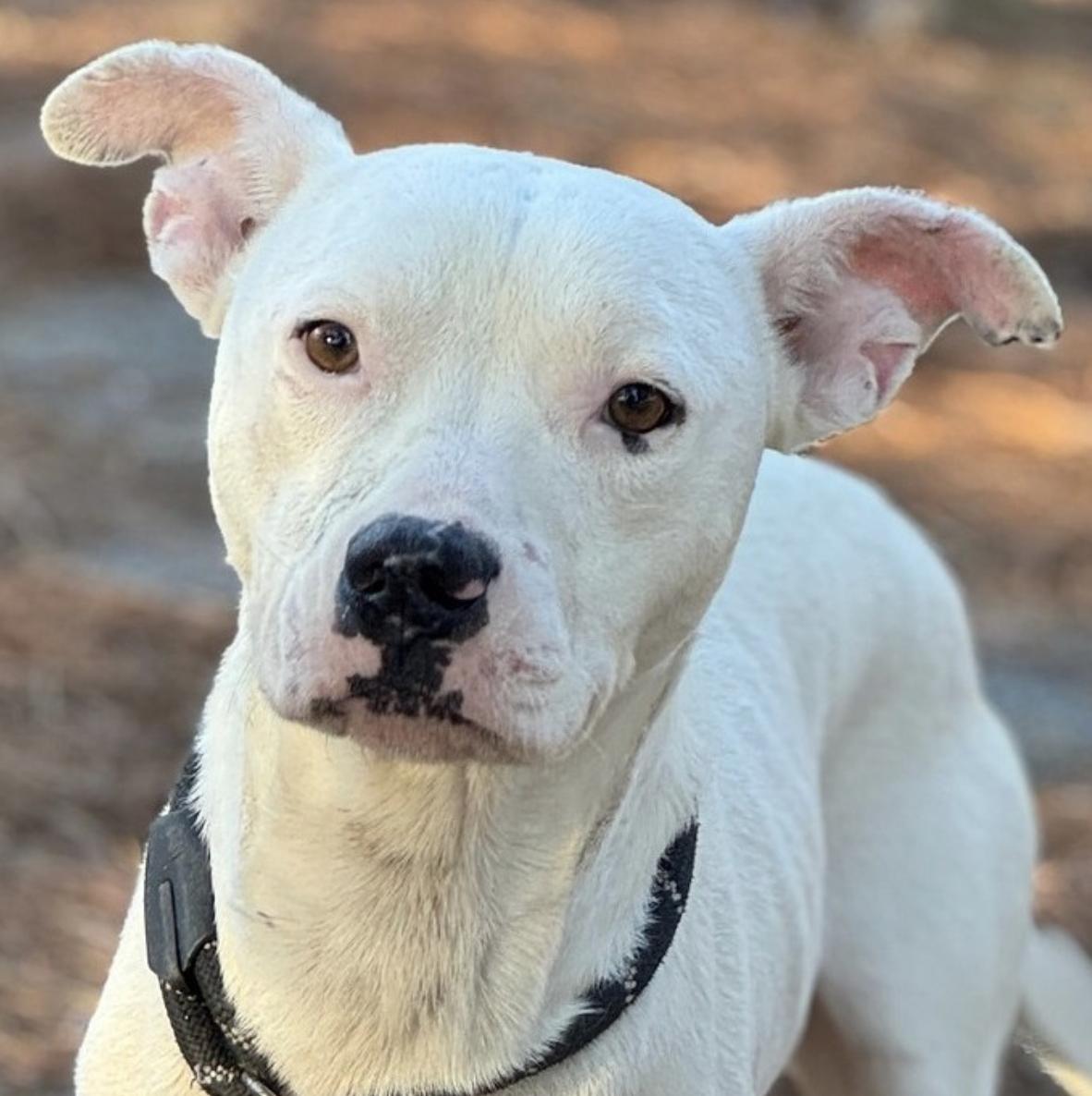 Enlarge Dan, a ADOPTABLE Mixed Breed in Sumter, SC image 1/2