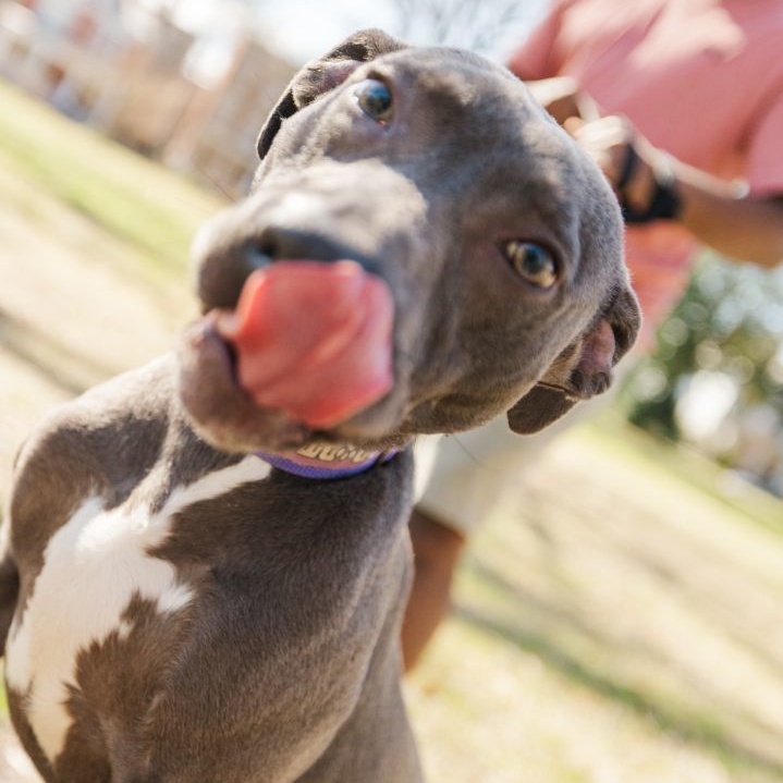 Enlarge Daisy (in foster), a Adoptable mixed breed in Petersburg, VA image 3/6