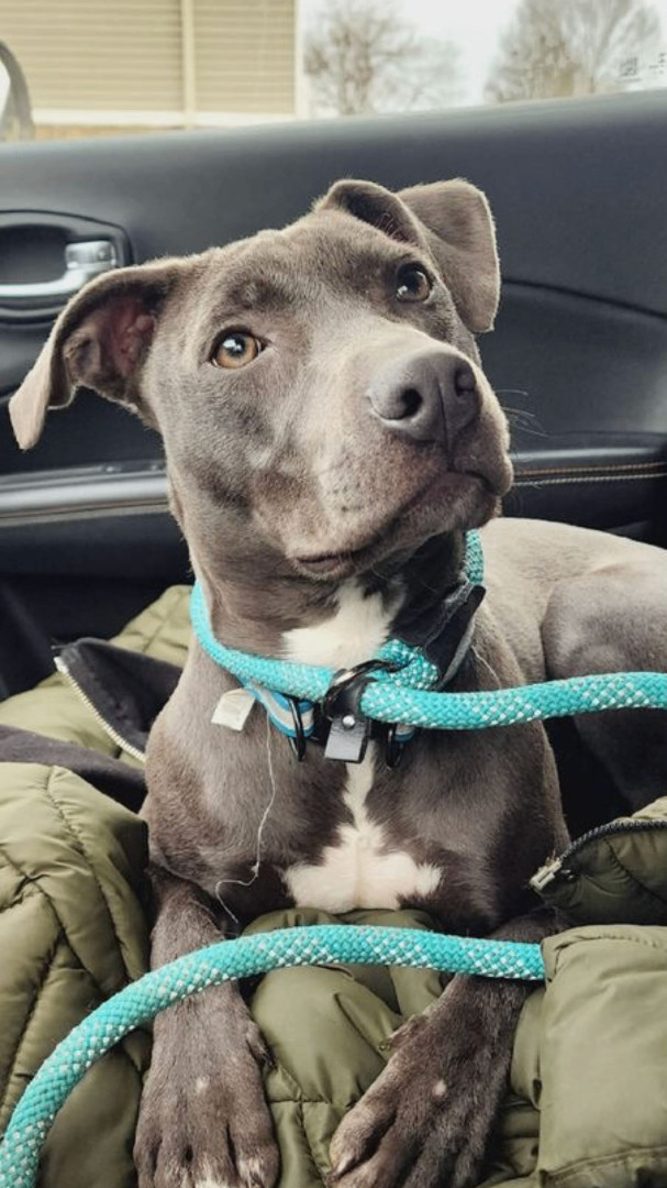 Enlarge Daisy (in foster), a Adoptable mixed breed in Petersburg, VA image 2/6