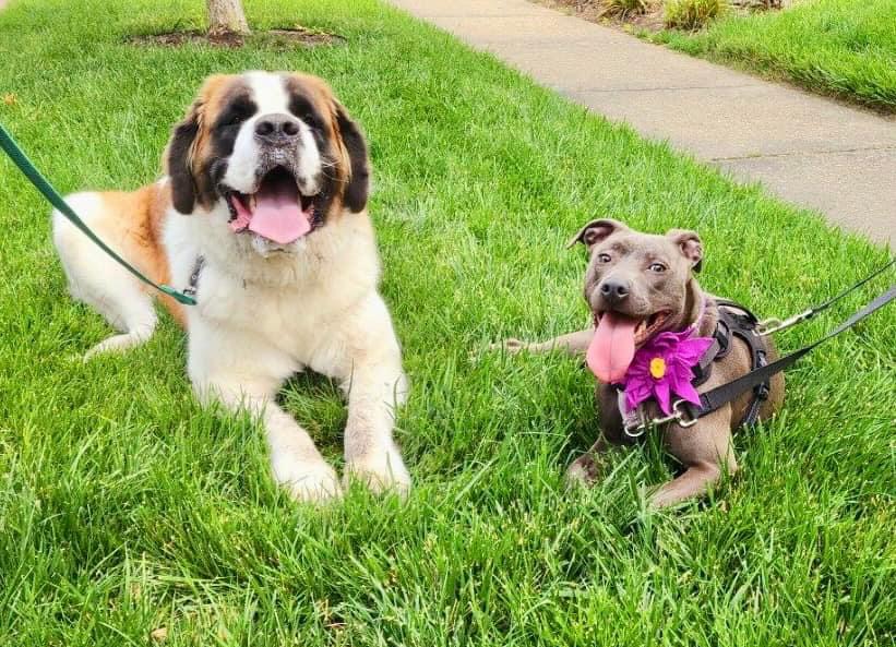 Enlarge Daisy (in foster), a Adoptable mixed breed in Petersburg, VA image 6/6