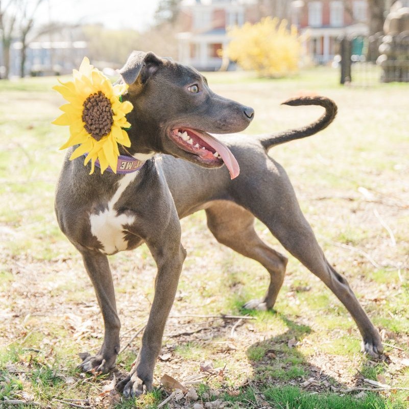 Enlarge Daisy (in foster), a Adoptable mixed breed in Petersburg, VA image 4/6