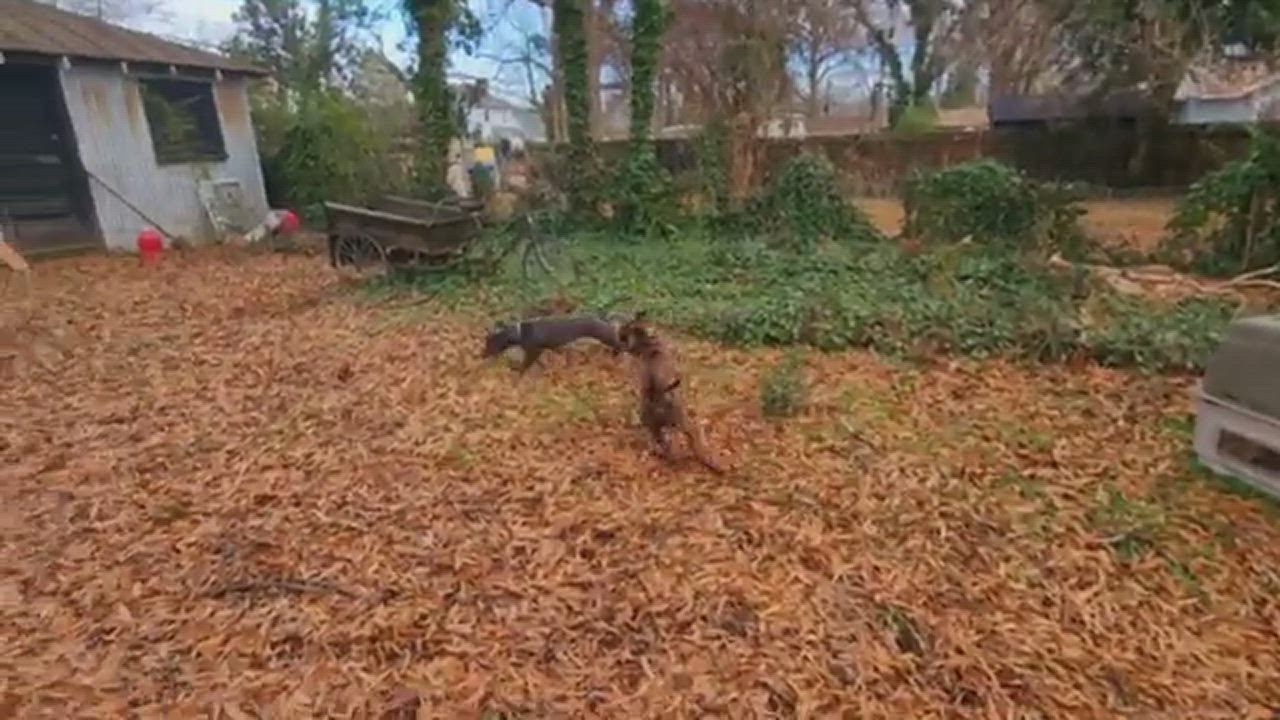 Enlarge Daisy (in foster), a Adoptable mixed breed in Petersburg, VA video 5/6