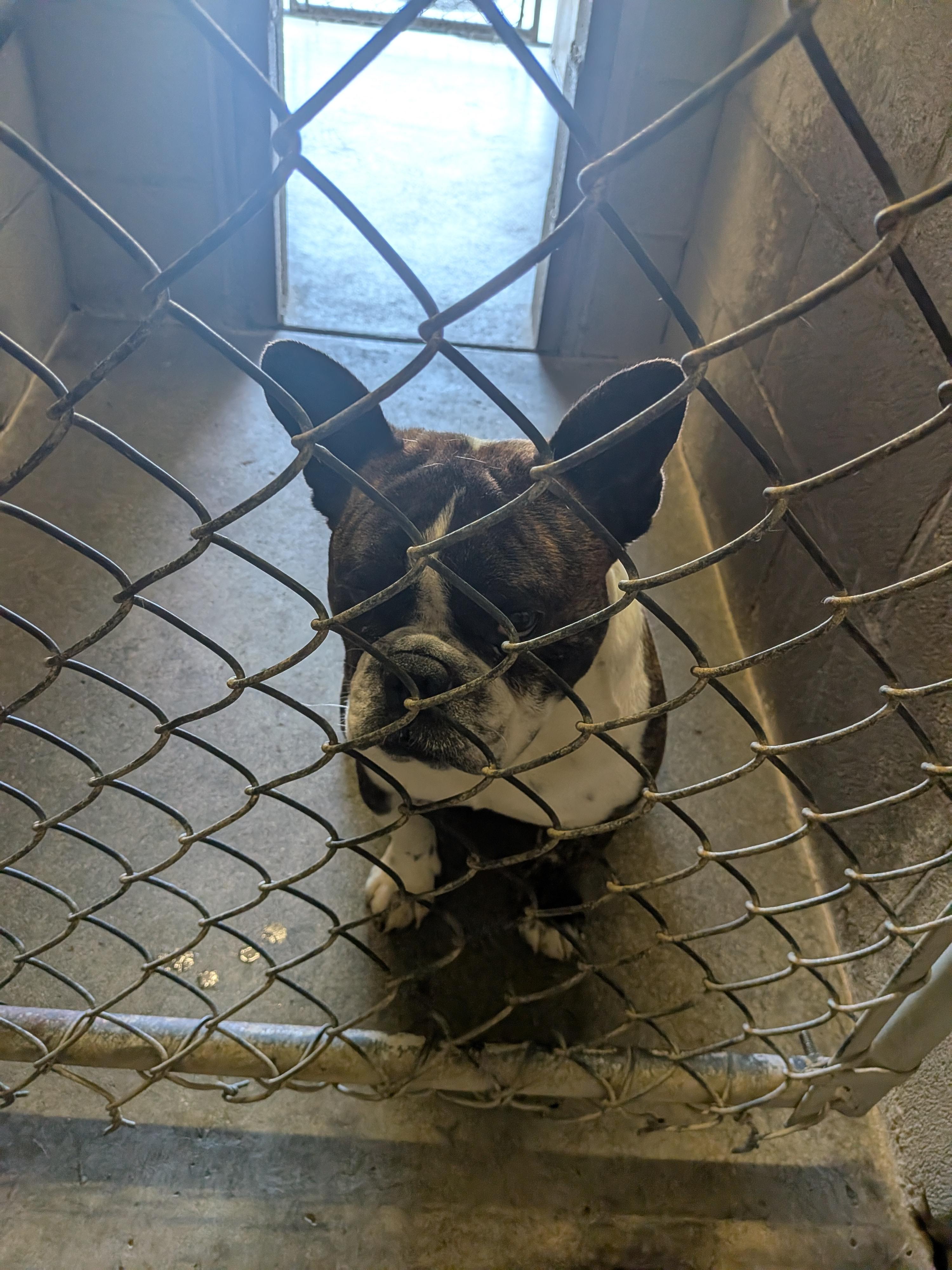 Teddy, adopted, Adult Male French Bulldog.