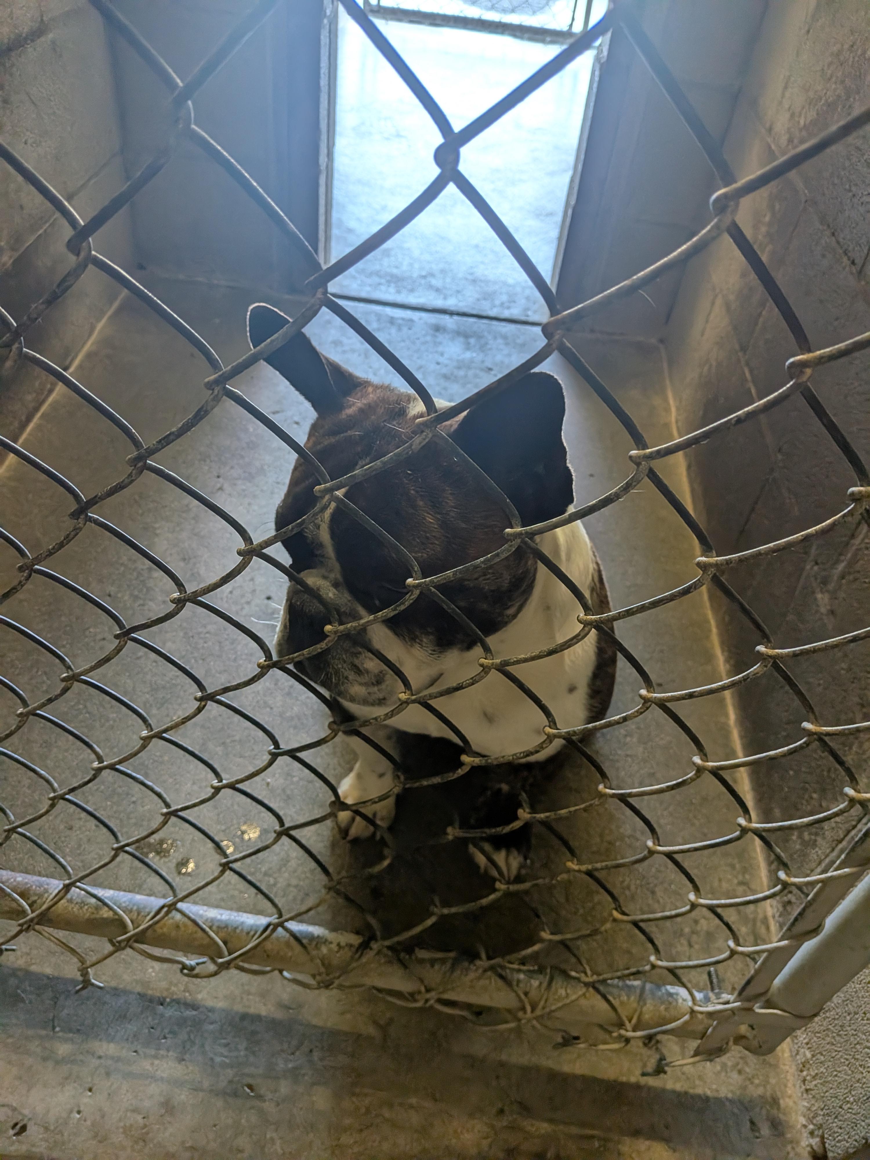 Teddy, an adopted mixed breed in Hermiston, OR image 3/3
