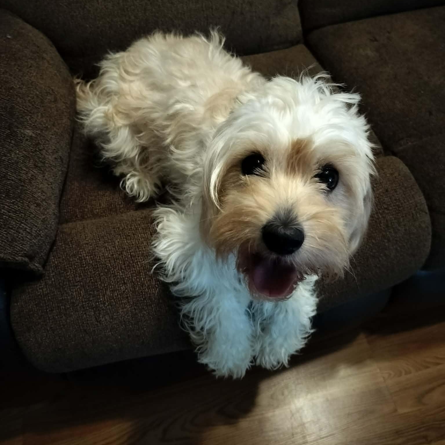 Enlarge NOVA, a Adopted Cavachon in Harlem, GA image 4/6