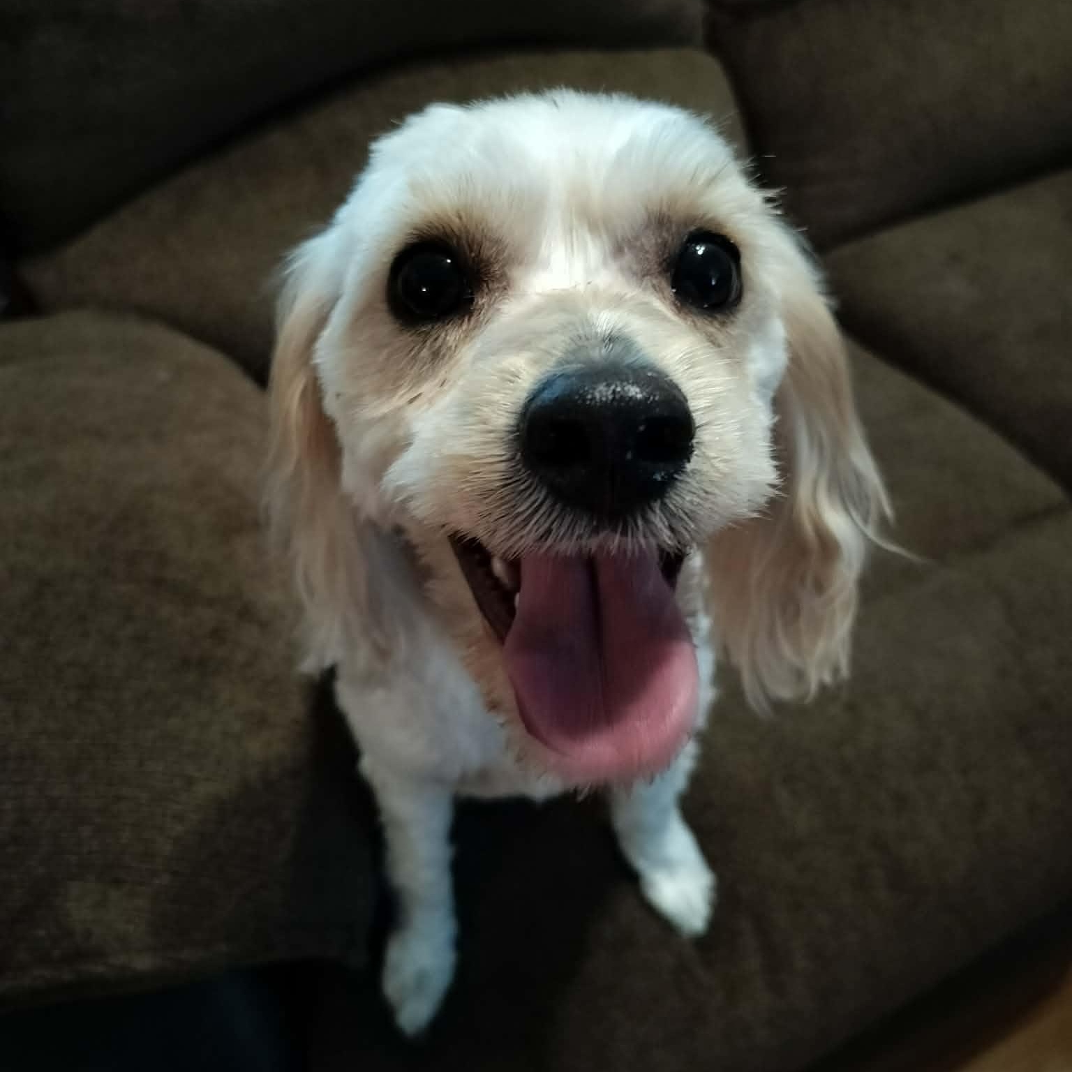 Enlarge NOVA, a Adopted Cavachon in Harlem, GA image 3/6