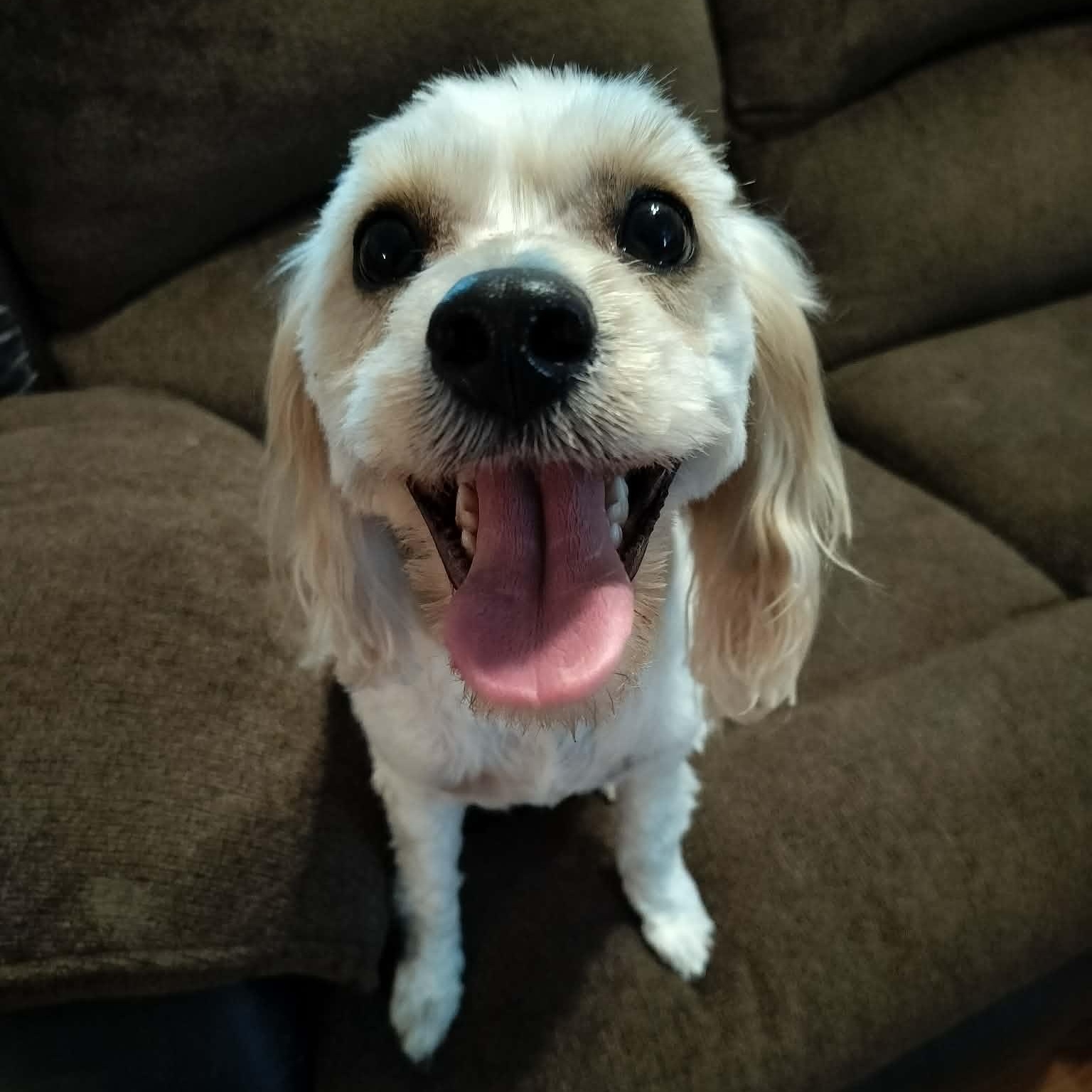 Enlarge NOVA, a Adopted Cavachon in Harlem, GA image 5/6