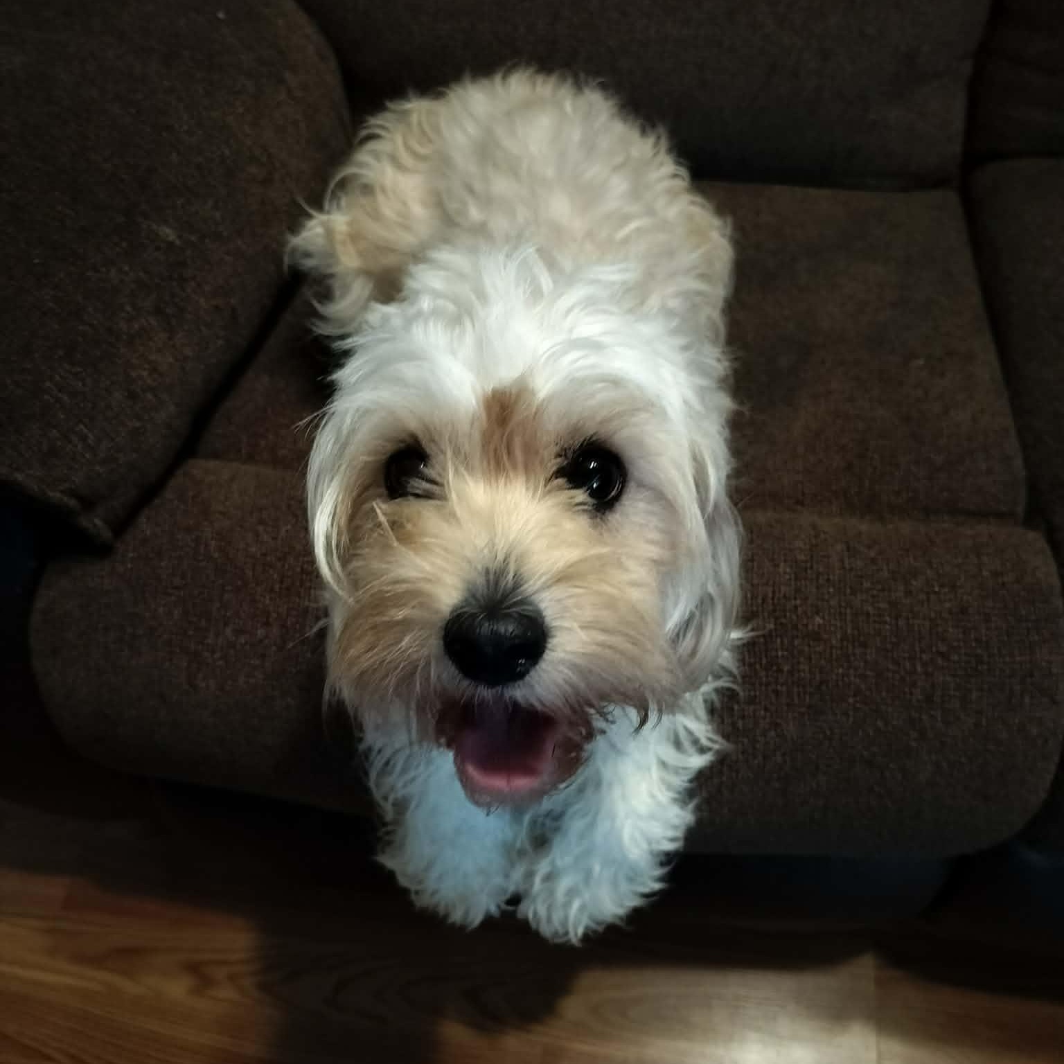Enlarge NOVA, a Adopted Cavachon in Harlem, GA image 6/6