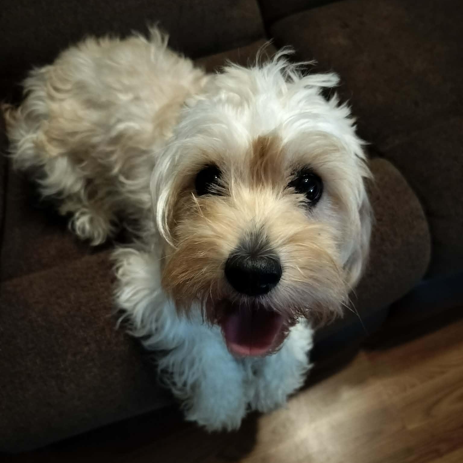 Enlarge NOVA, a Adopted Cavachon in Harlem, GA image 2/6