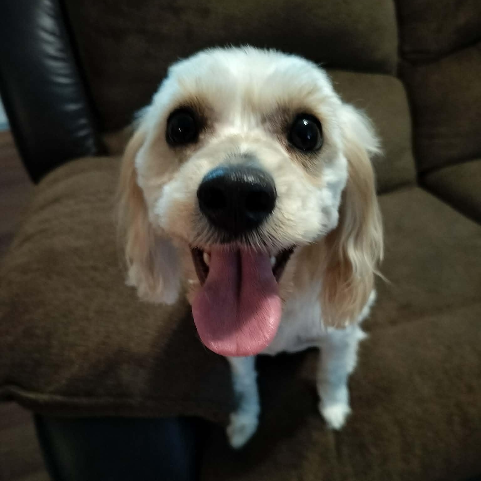 NOVA, Adopted, Young Female Cavachon.