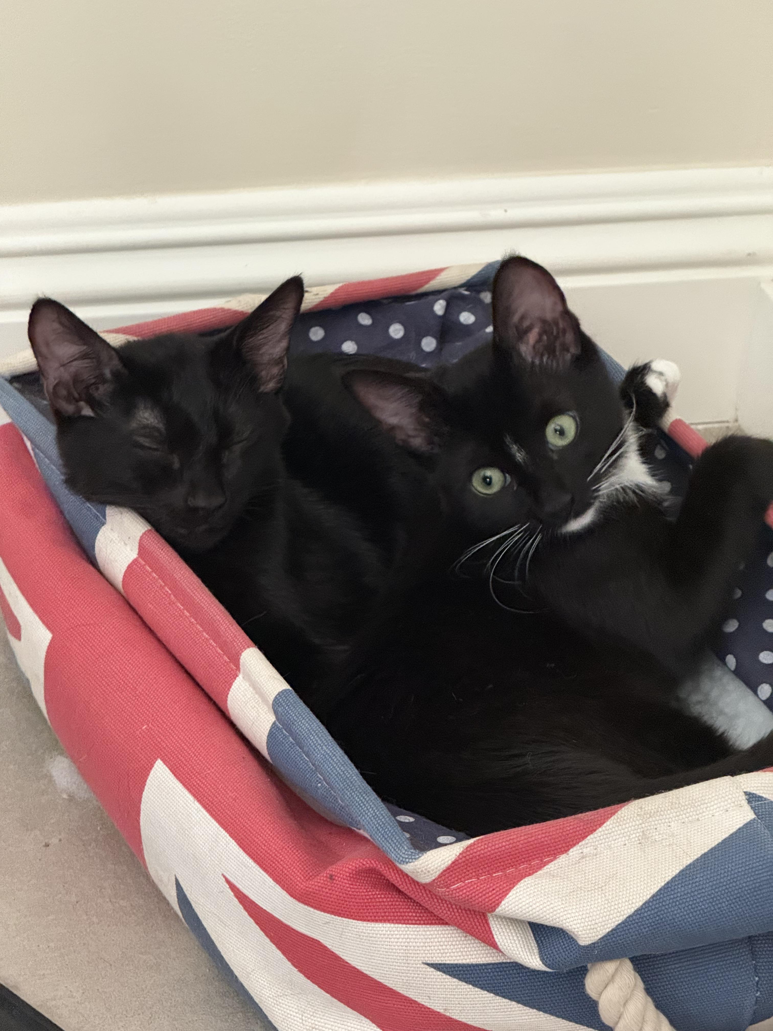 Villager, Adoptable, Kitten Female Domestic Short Hair.