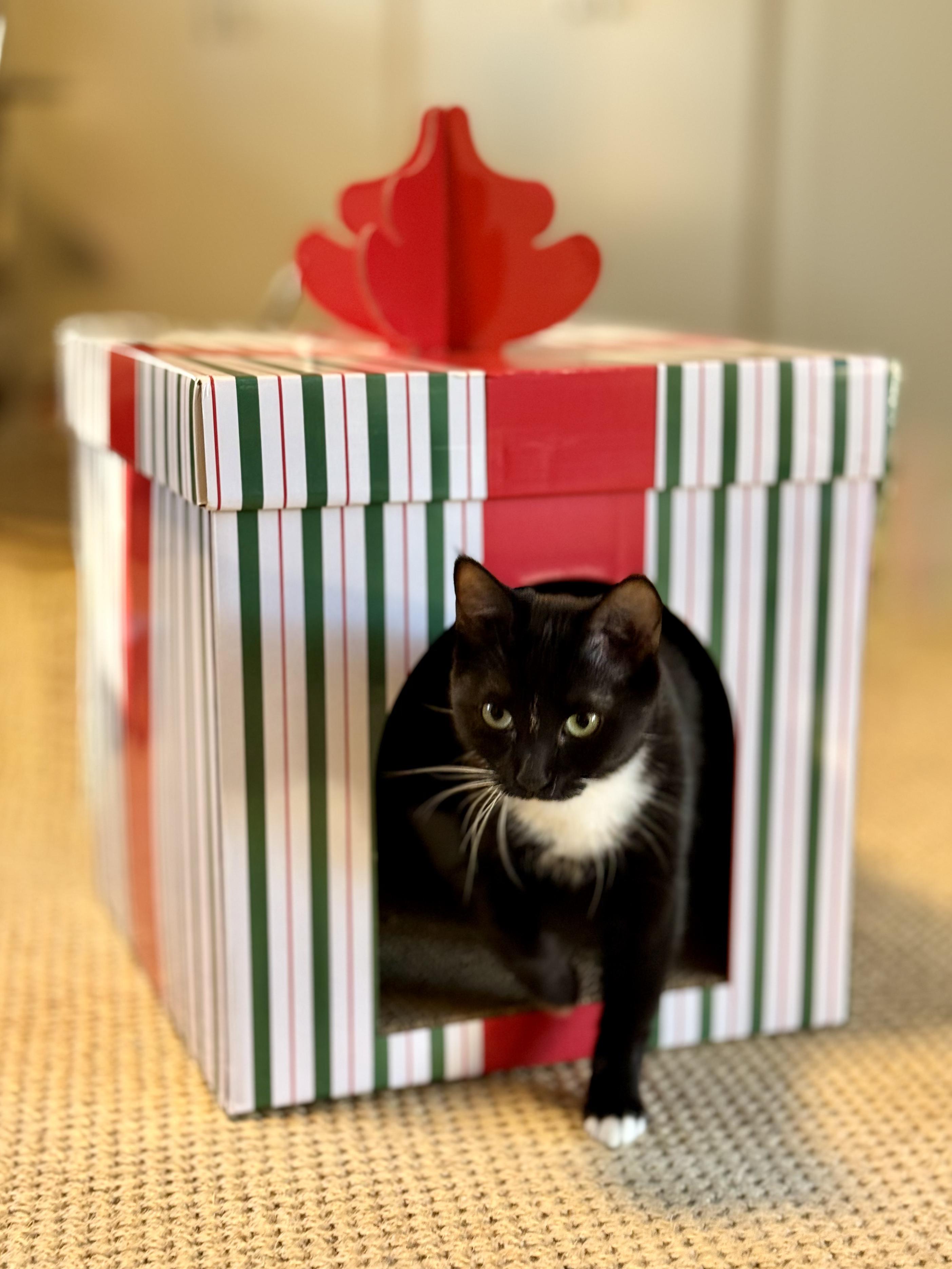 Enlarge Villager, a Adoptable Domestic Short Hair in Los Angeles, CA image 1/5