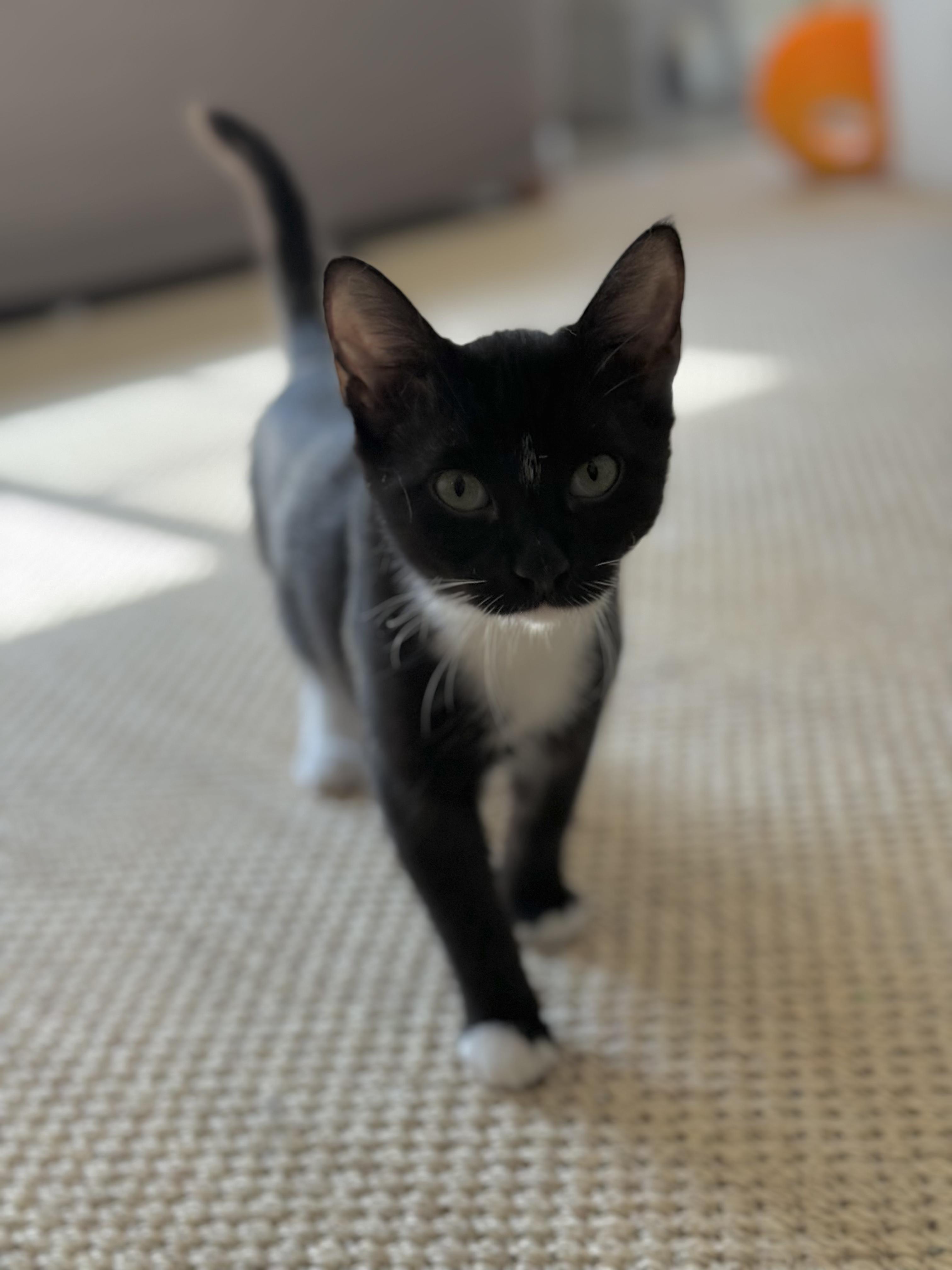 Villager, Adoptable, Kitten Female Domestic Short Hair.