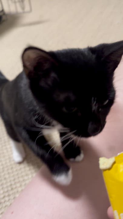 Enlarge Villager, a Adoptable Domestic Short Hair in Los Angeles, CA video 4/5