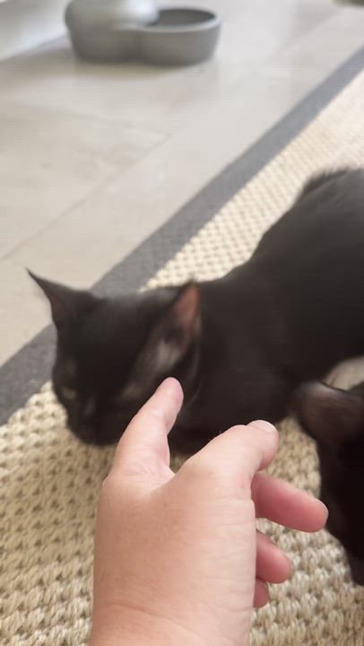 Enlarge Villager, a Adoptable Domestic Short Hair in Los Angeles, CA video 5/5