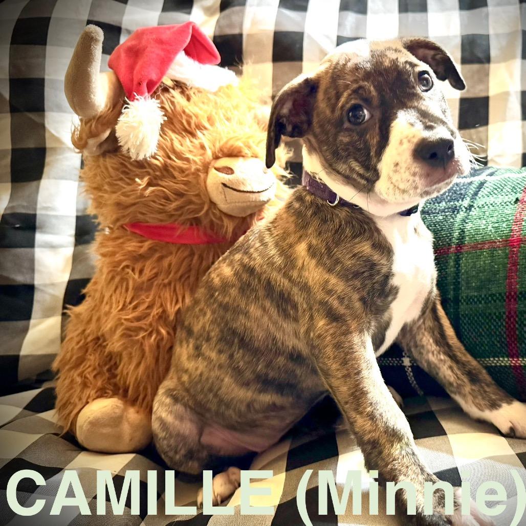 Enlarge Minnie, a Adoptable Mixed Breed in Oxford, ME image 1/1
