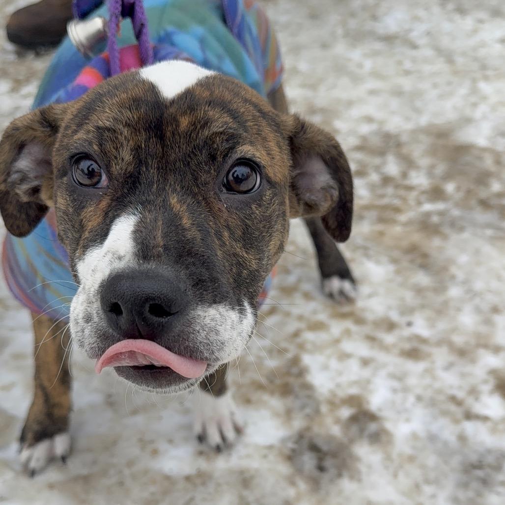Enlarge Minnie, a Adoptable Mixed Breed in Oxford, ME image 2/5