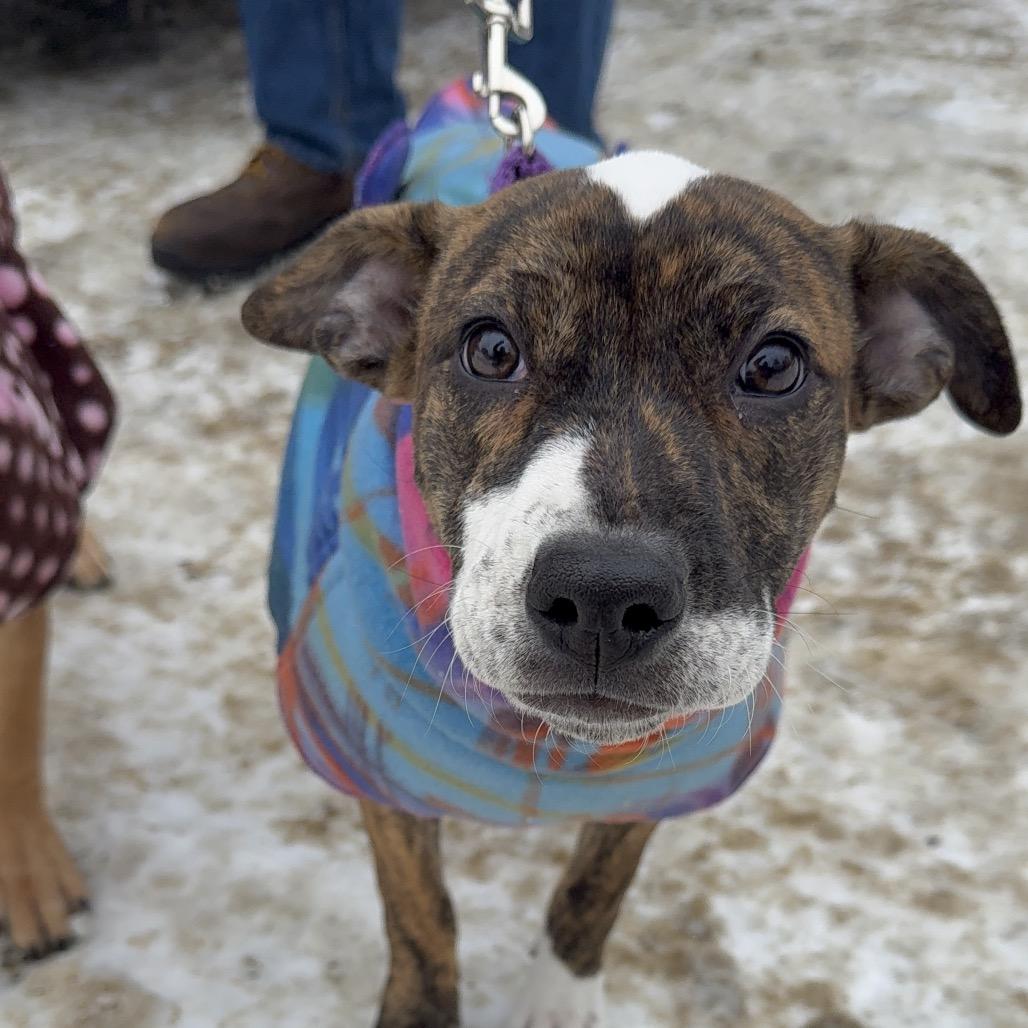 Enlarge Minnie, a Adoptable Mixed Breed in Oxford, ME image 3/5