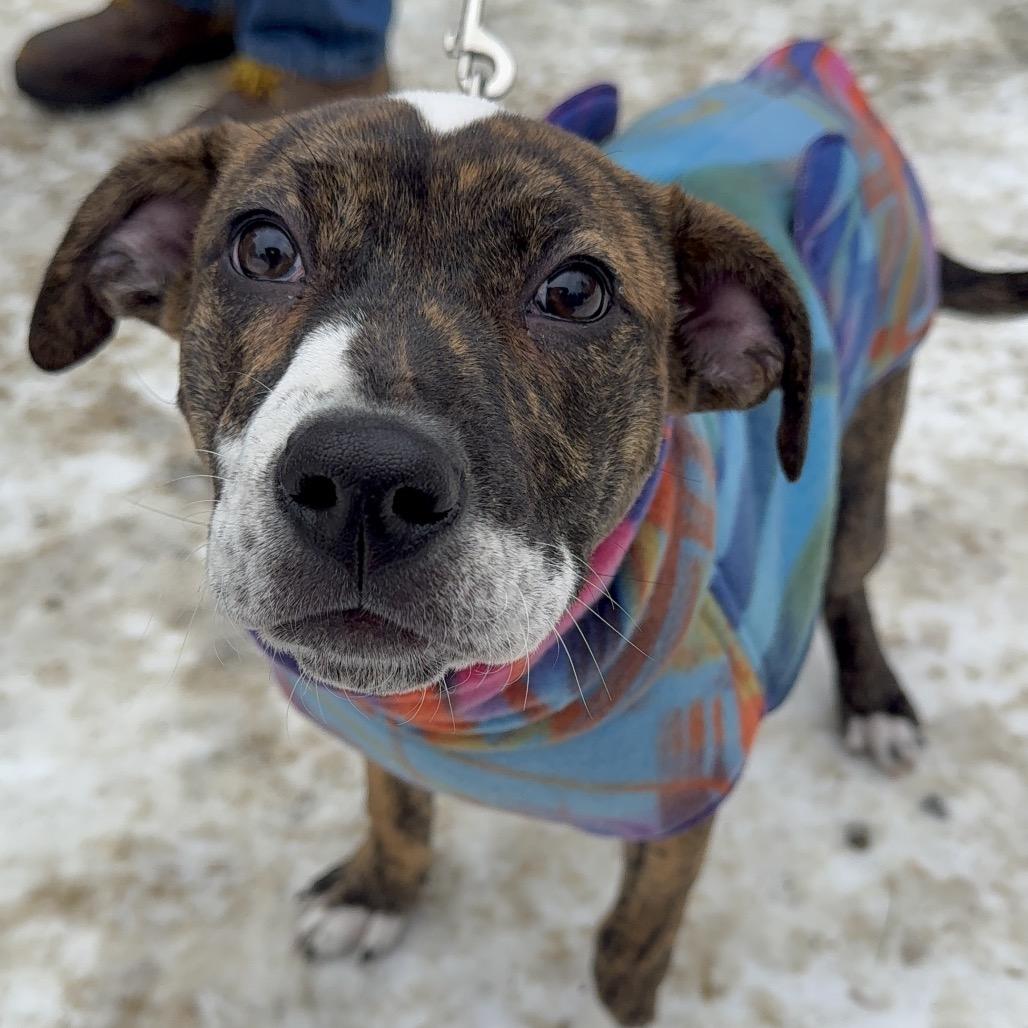 Enlarge Minnie, a Adoptable Mixed Breed in Oxford, ME image 4/5