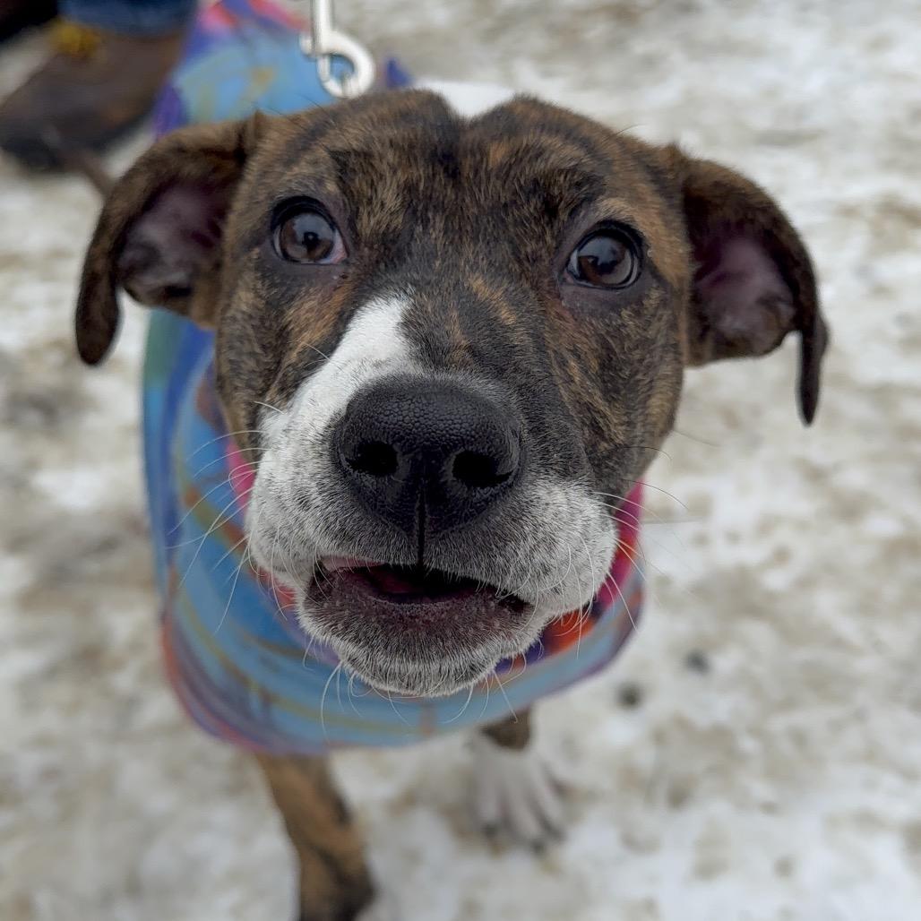 Enlarge Minnie, a Adoptable Mixed Breed in Oxford, ME image 5/5