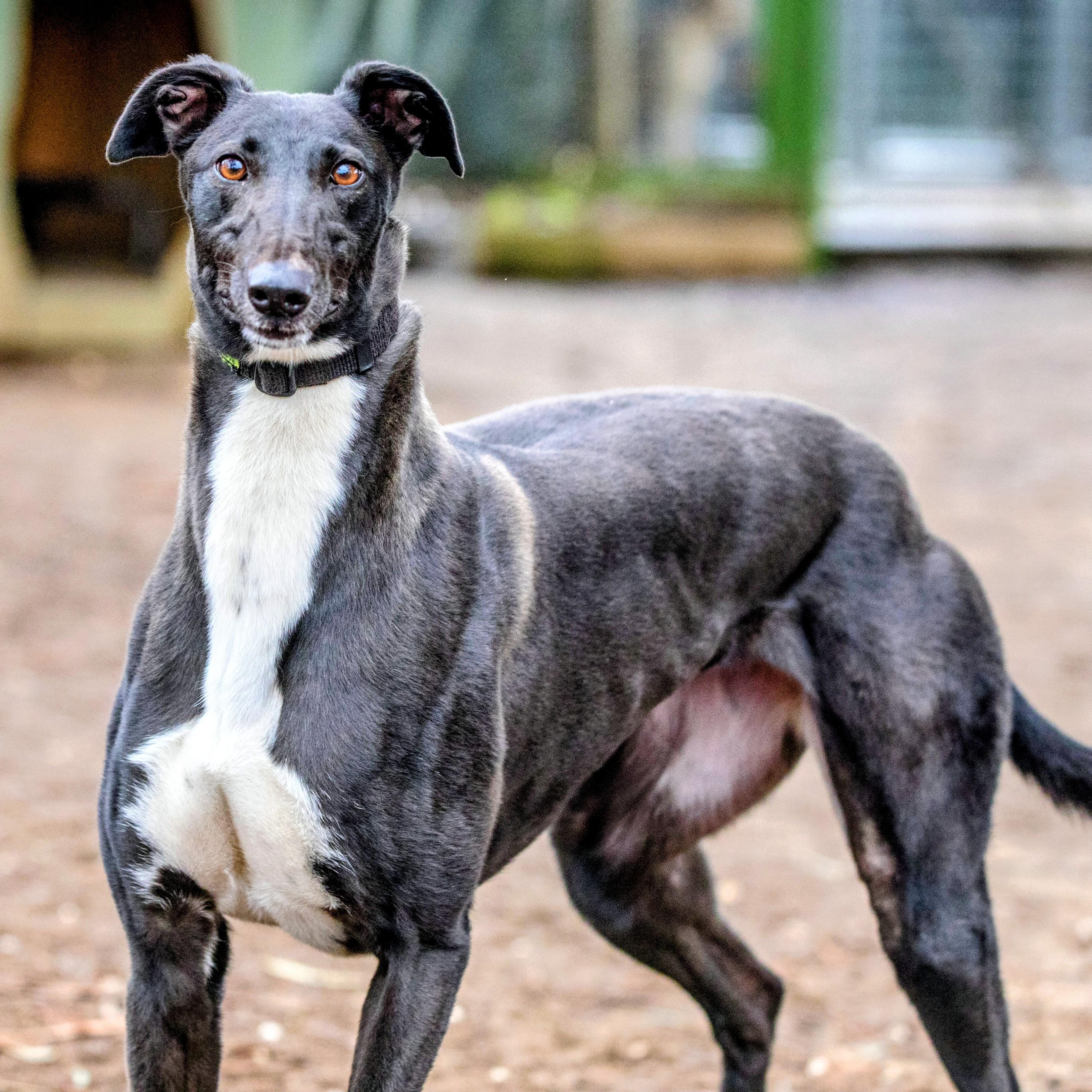 Ivy, adopted, Adult Female Greyhound.