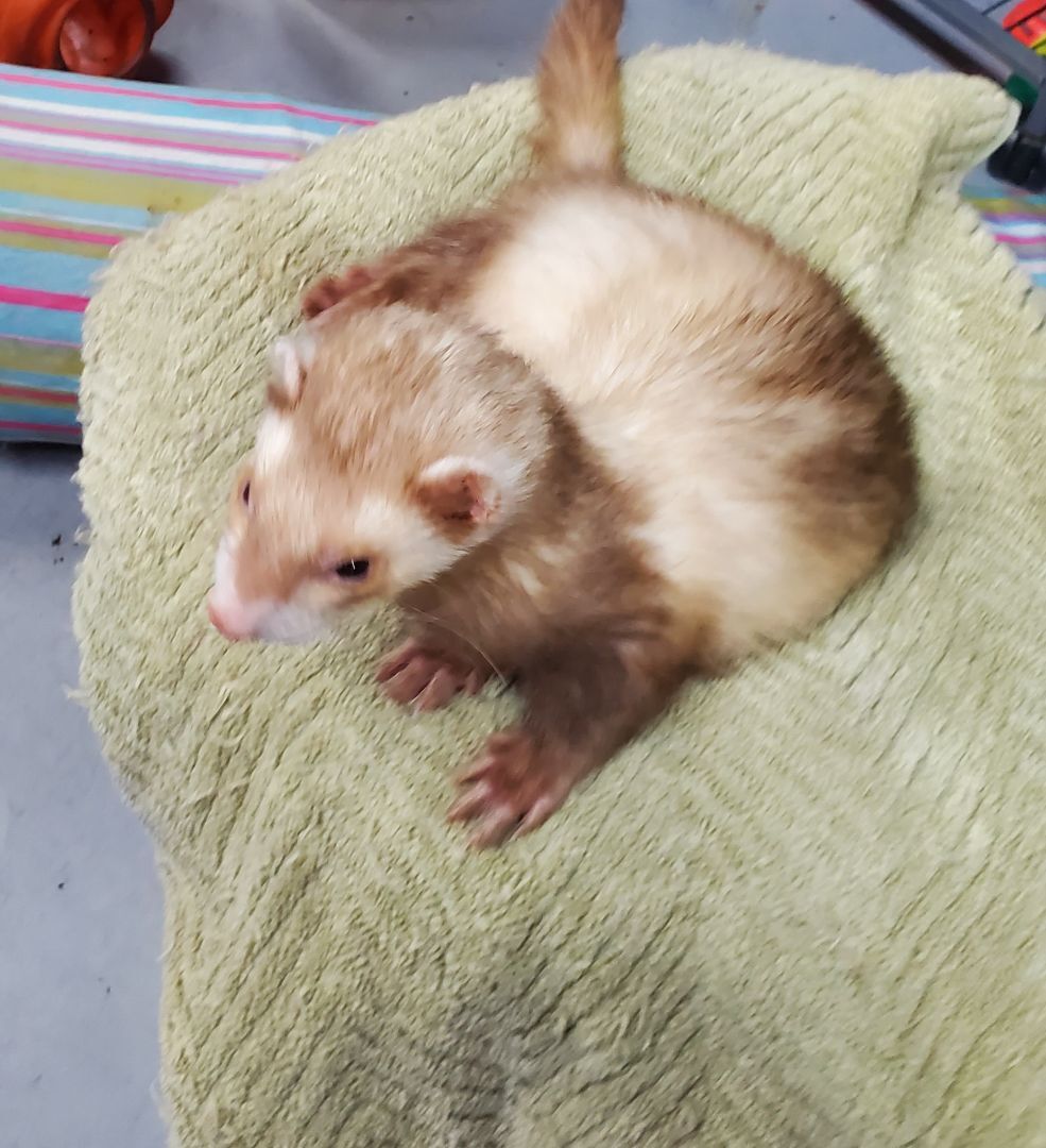 Ferret for adoption Joseph , a Ferret in Randolph, NJ Petfinder