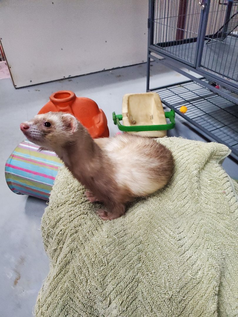 Ferret for adoption Joseph , a Ferret in Randolph, NJ Petfinder