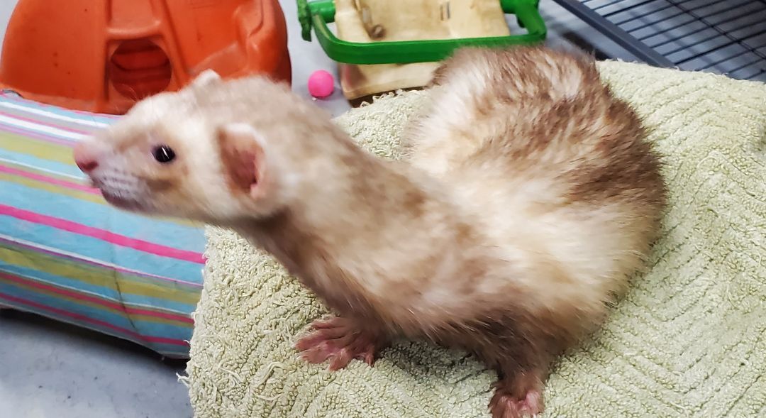 Ferret for adoption Joseph , a Ferret in Randolph, NJ Petfinder