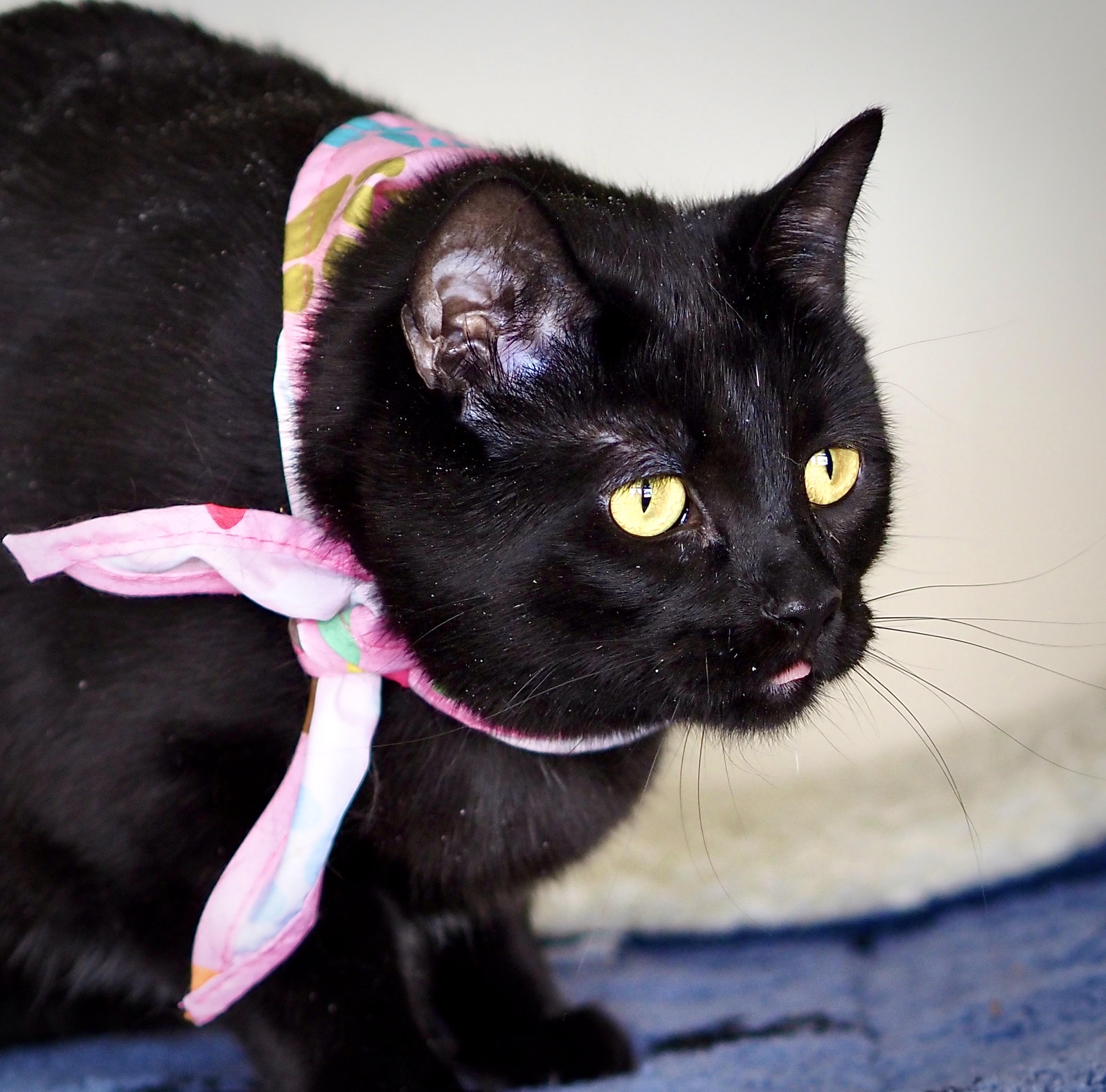 Bella, a ADOPTABLE Domestic Short Hair in Buena Vista, CO image 3/4