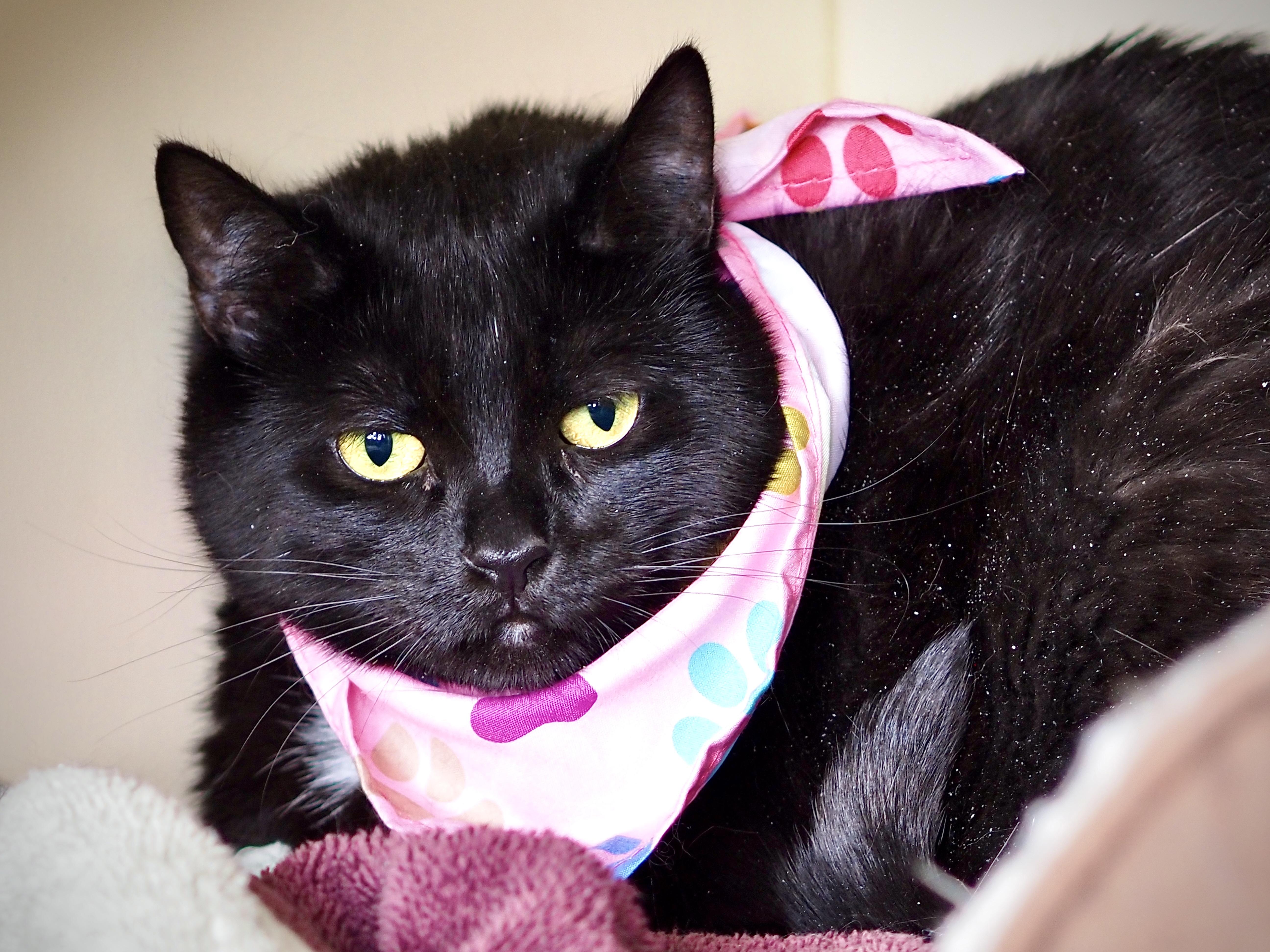 Bella, a ADOPTABLE Domestic Short Hair in Buena Vista, CO image 4/4