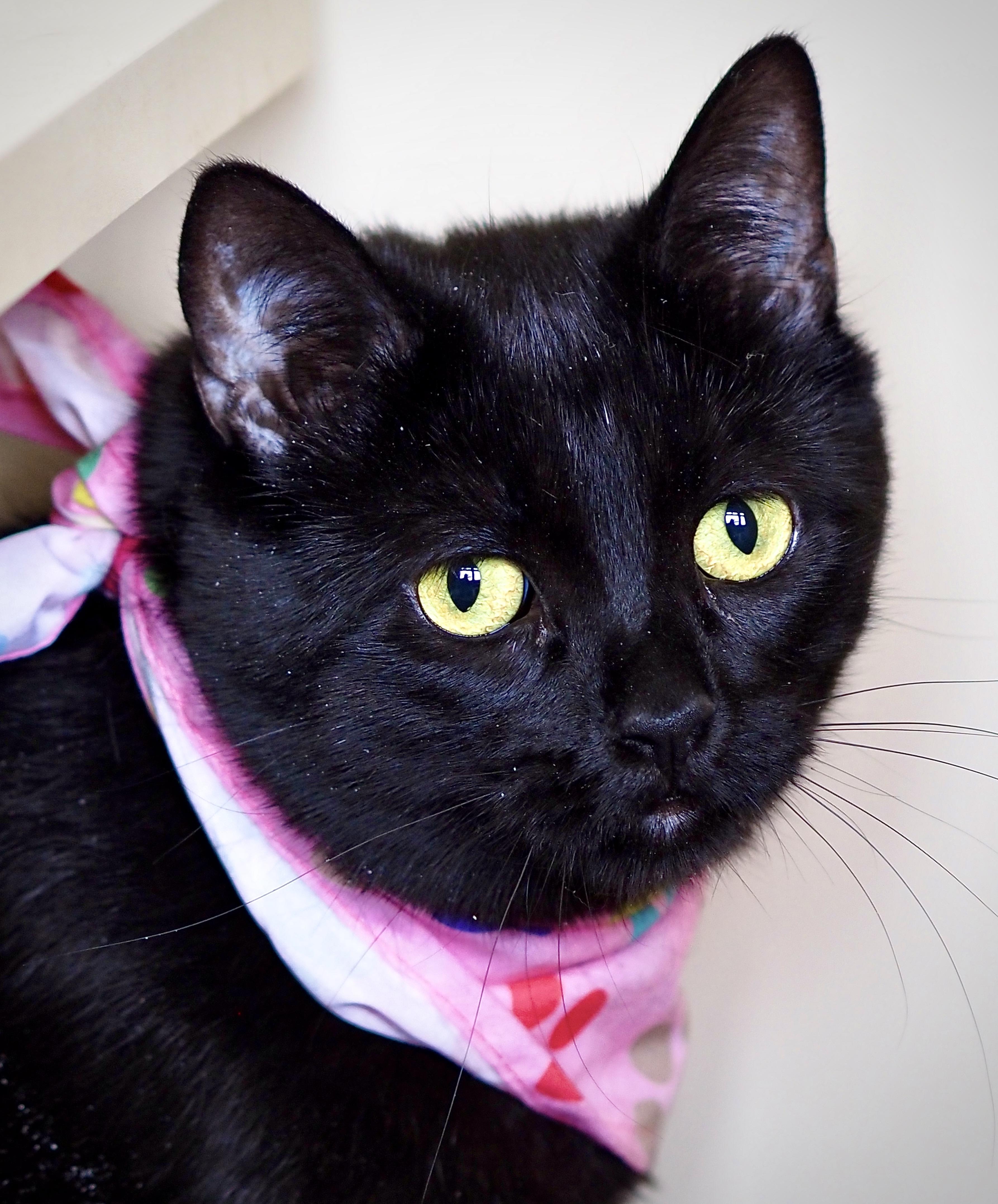 Bella, ADOPTABLE, Adult Female Domestic Short Hair.