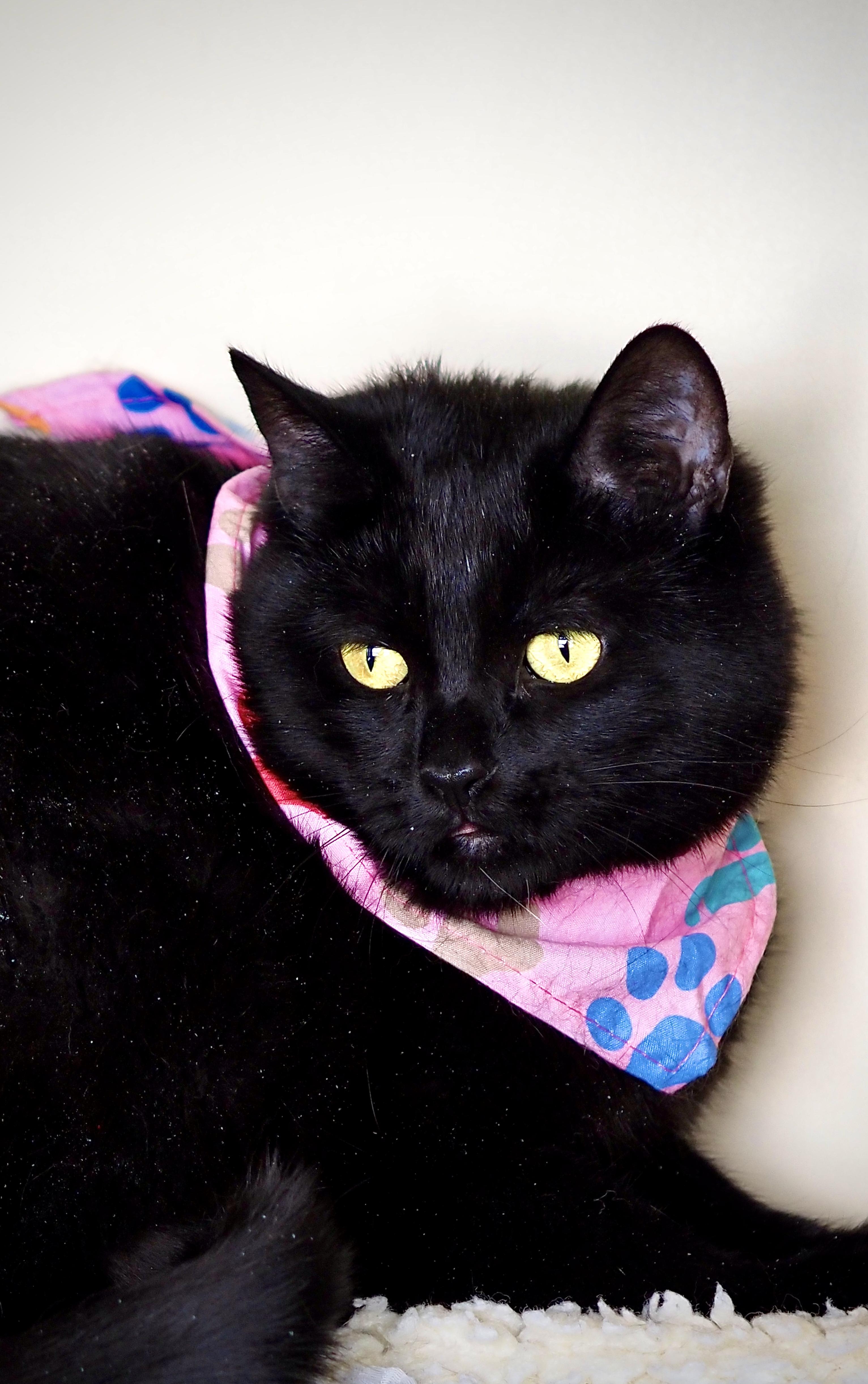 Bella, a ADOPTABLE Domestic Short Hair in Buena Vista, CO image 2/4