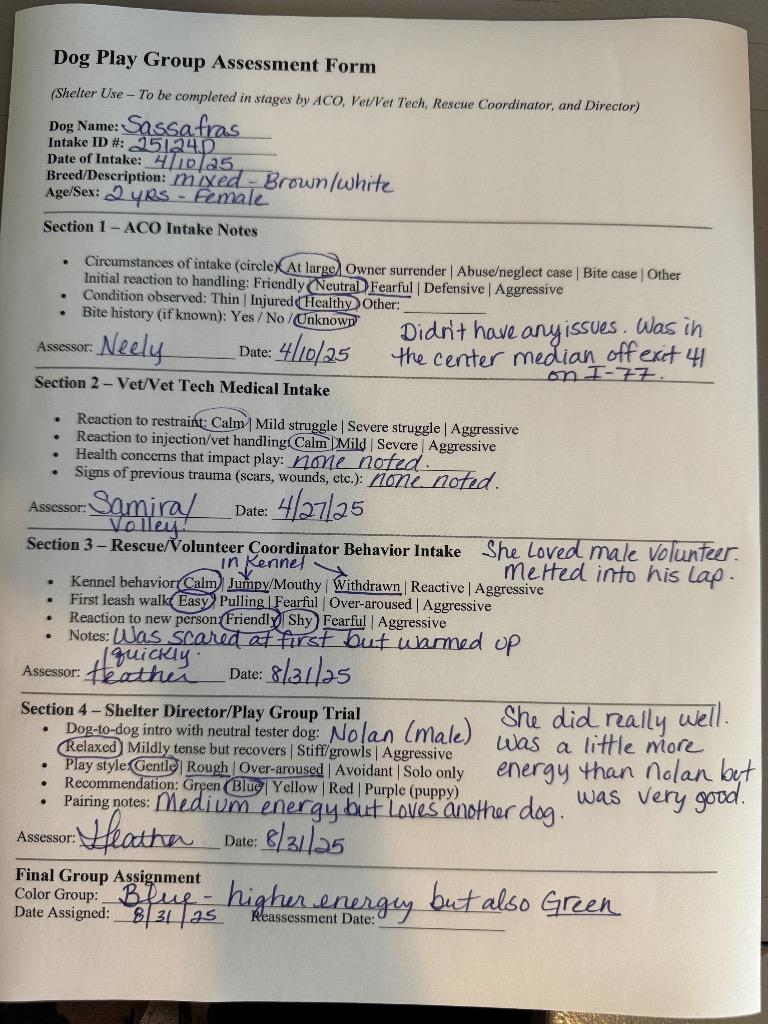 Sassafras, a Adoptable mixed breed in Winnsboro, SC image 1/6