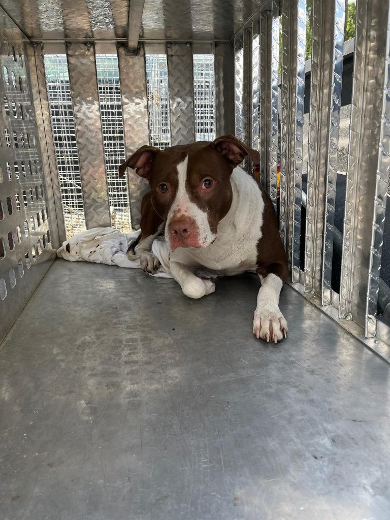 Sassafras, Adoptable, Adult Female Terrier.