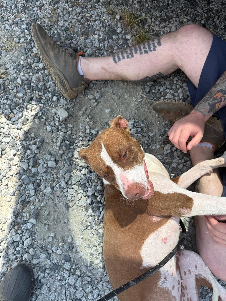 Sassafras, a Adoptable mixed breed in Winnsboro, SC image 2/6