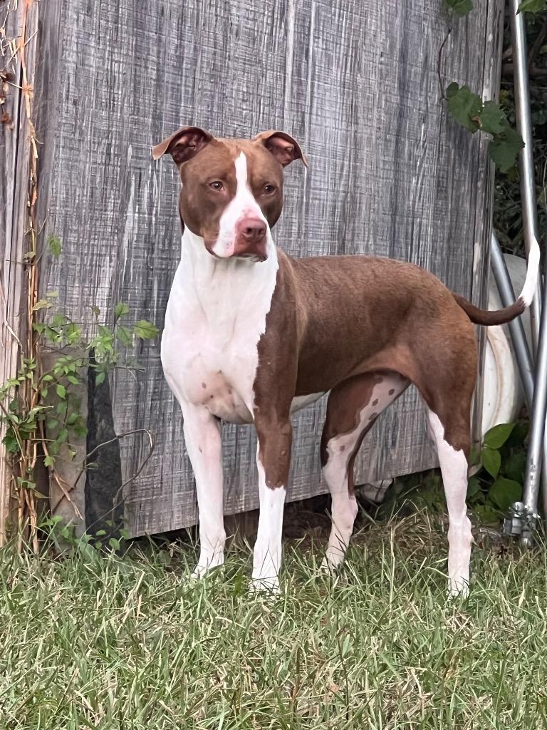 Sassafras, a Adoptable mixed breed in Winnsboro, SC image 3/6