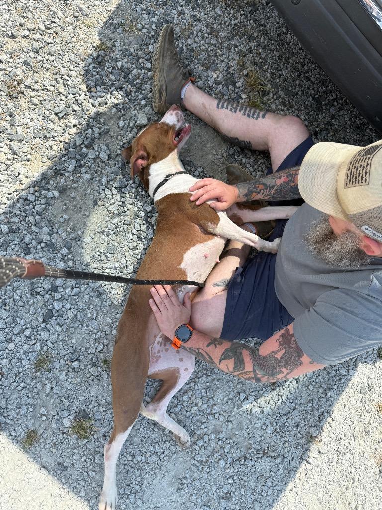 Sassafras, a Adoptable mixed breed in Winnsboro, SC image 4/6