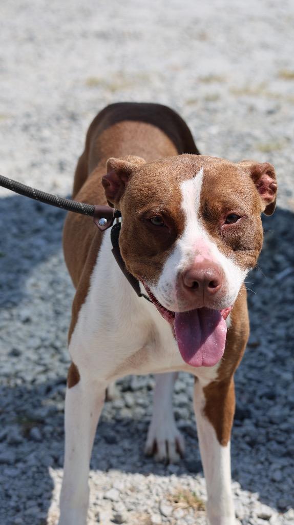 Sassafras, a Adoptable mixed breed in Winnsboro, SC image 5/6