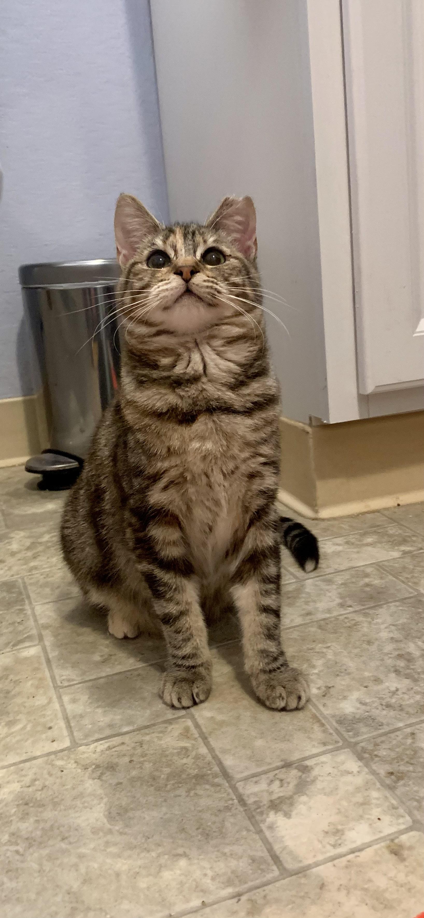 Melba, Adoptable, Adult Female Domestic Short Hair.