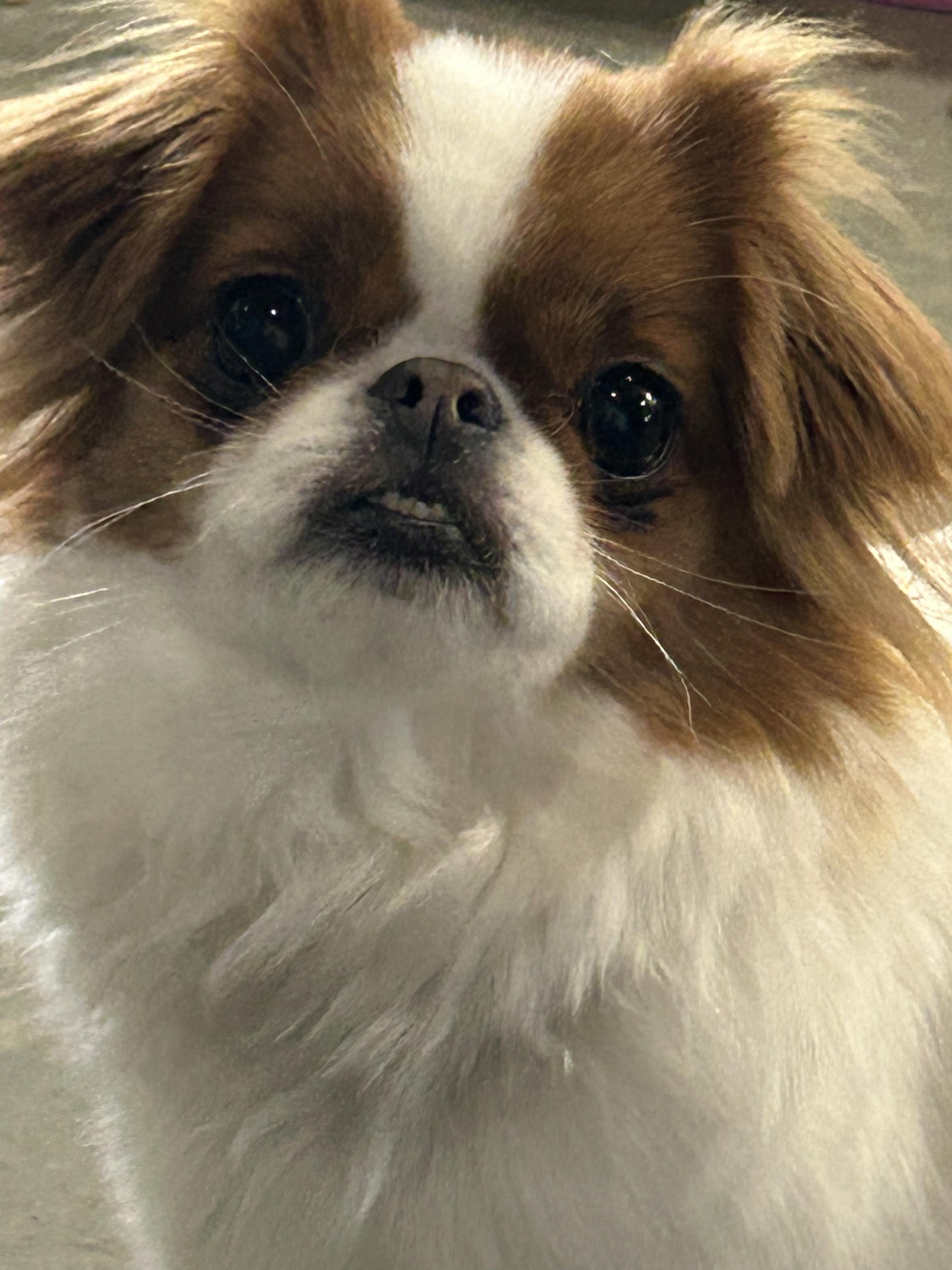 Keiko, ADOPTABLE, Young Female Tibetan Spaniel.