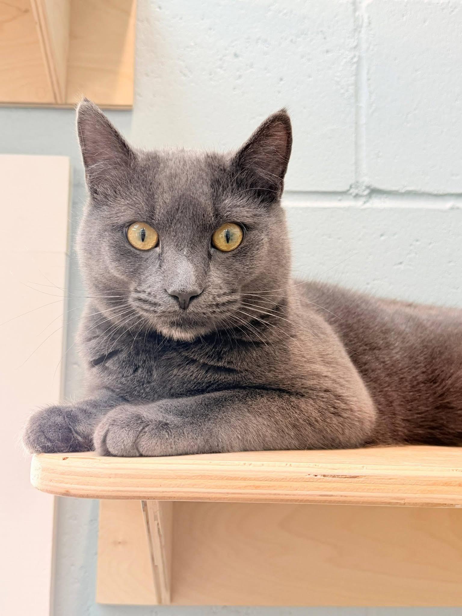 Enlarge Slate & Dusk, a ADOPTABLE Domestic Short Hair in Charlestown, RI image 1/3