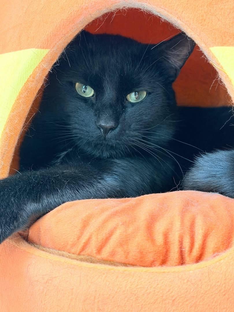 Enlarge Slate & Dusk, a ADOPTABLE Domestic Short Hair in Charlestown, RI image 2/3